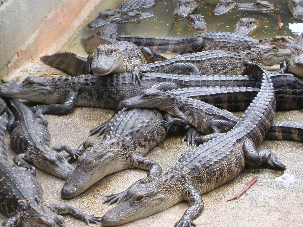 Cameroun : 12 crocodiles nains saisis à Mbalmayo