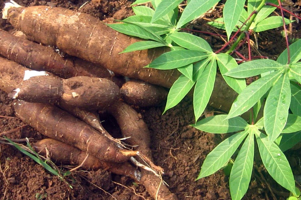 Cameroun : la CDC va produire et transformer le manioc