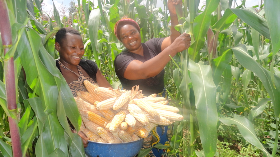 Cameroun : 512 jeunes à former dans le domaine de l’agro-industrie