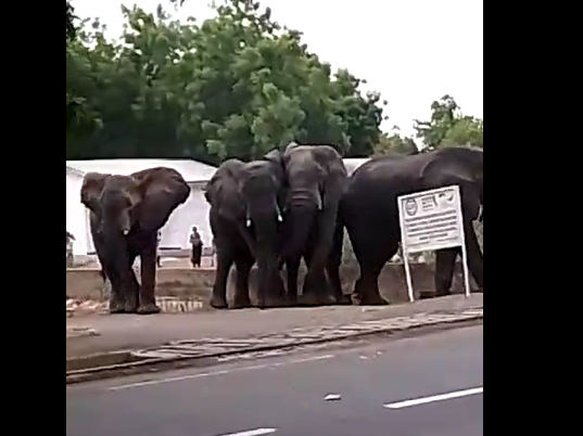 Des éléphants entrent dans la ville de Maroua